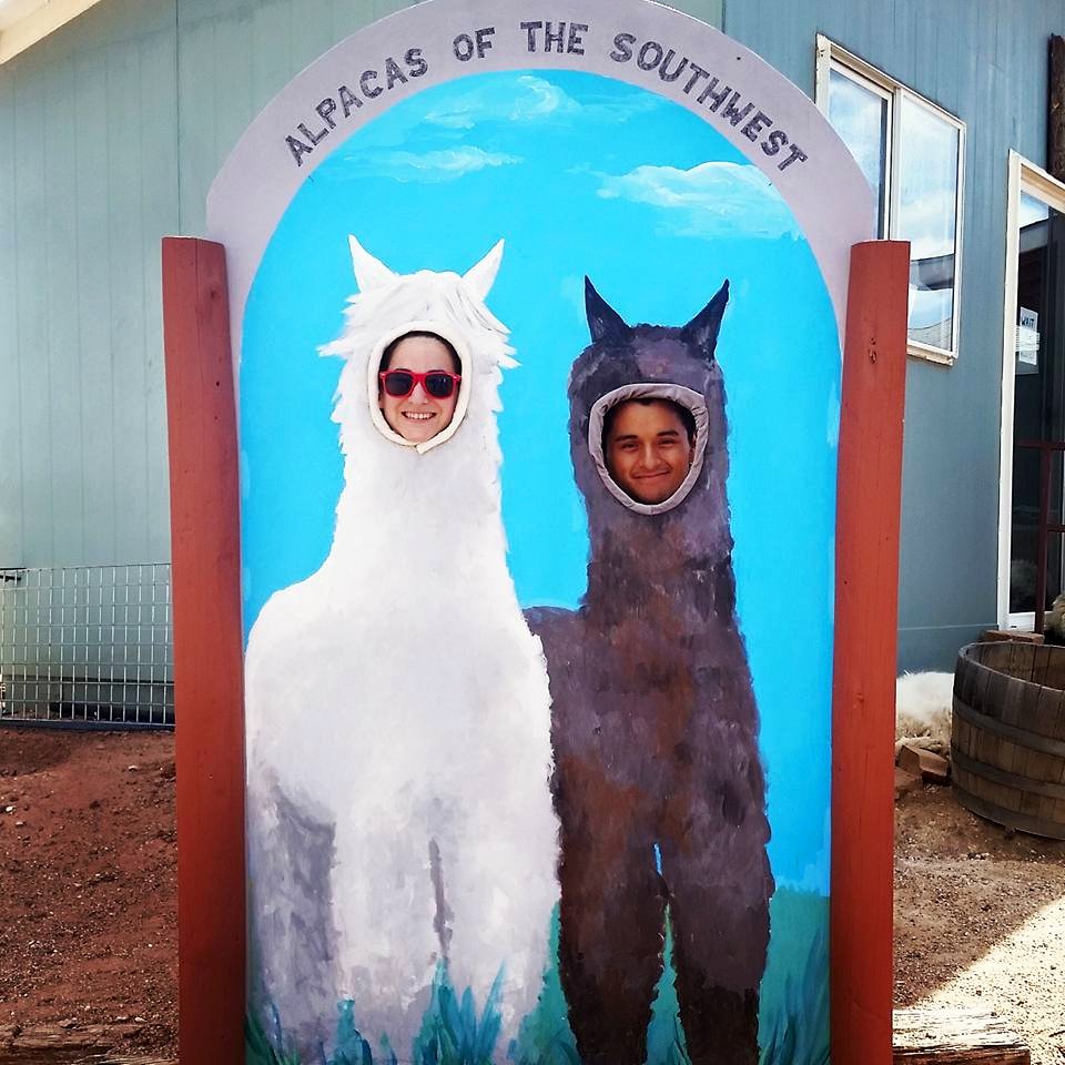 alpacas-of-the-southwest-4