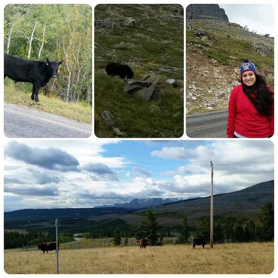 glacier-national-park-10