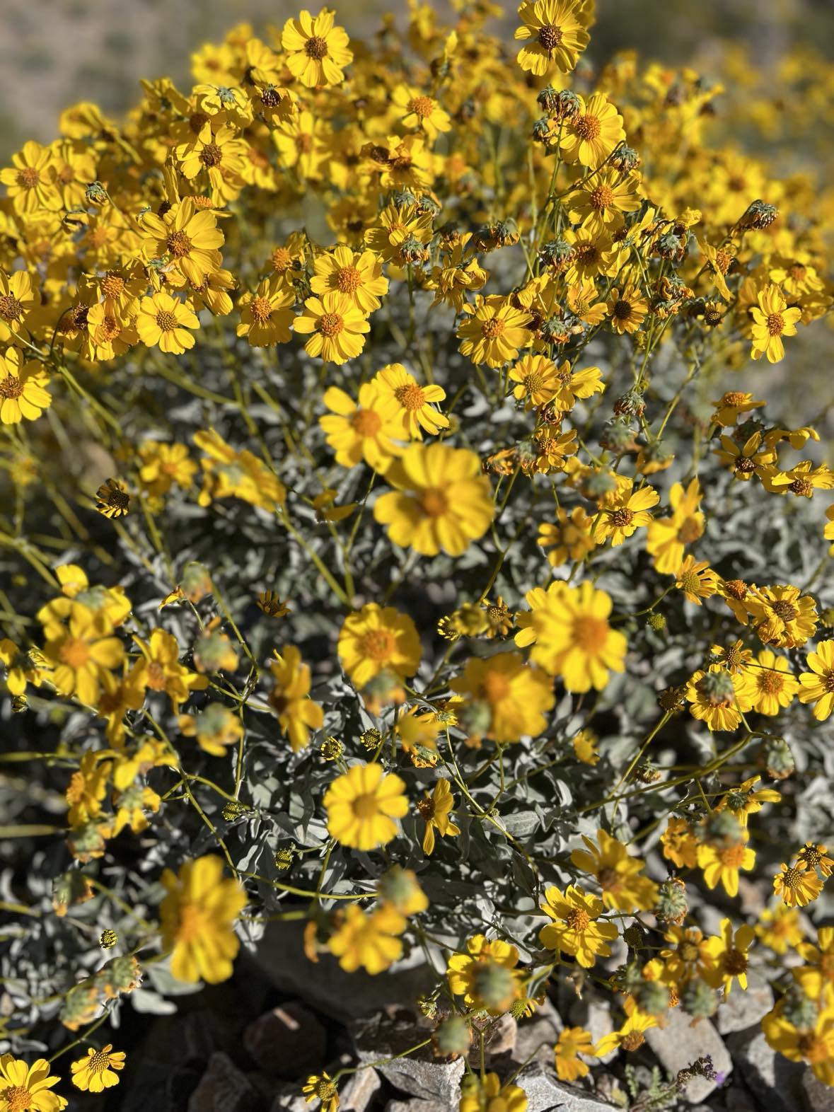 15 Photos To Inspire You To Hike Quartz Ridge Trail! - Enthusiastic ...